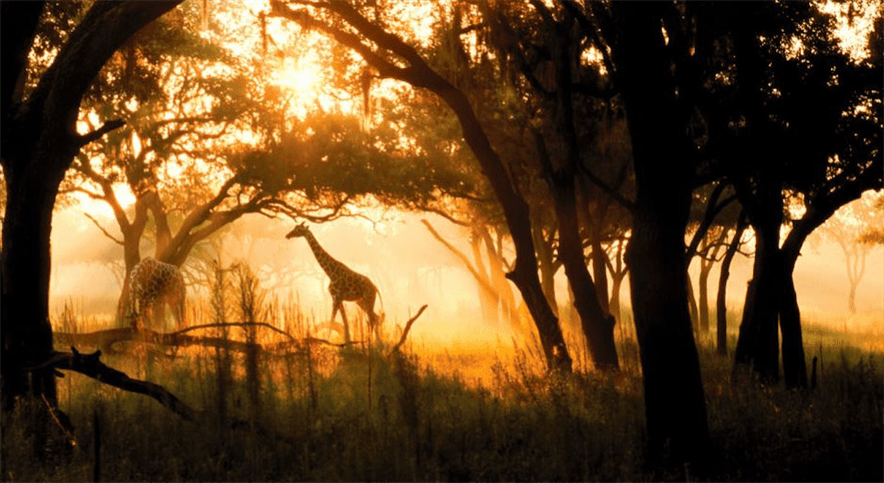WILDLIFE OBSERVATION