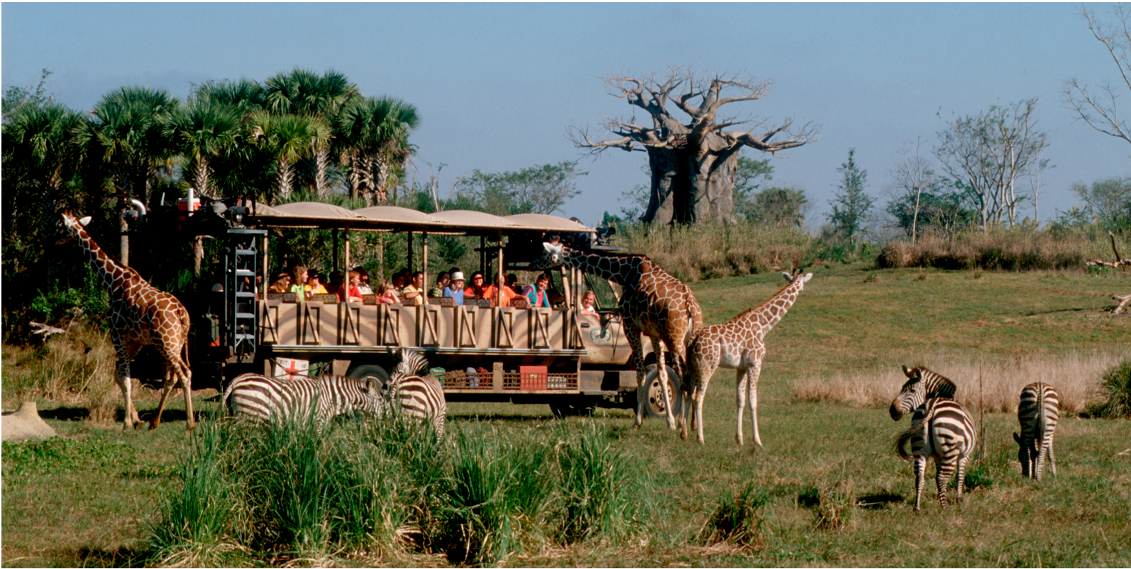 3 Bedroom room at Disney's Animal Kingdom Villas